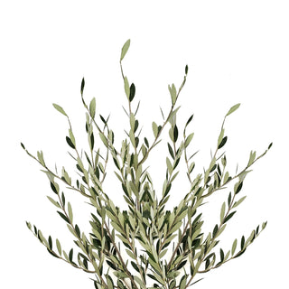 Olive Branch - 150 Stems Green flowers - fresh-cut flowers by Bloomingmore - ideal for weddings and floral events