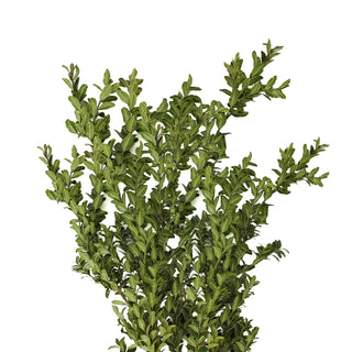 Oregonia - 150 Stems Green flowers - fresh-cut flowers by Bloomingmore - ideal for weddings and floral events