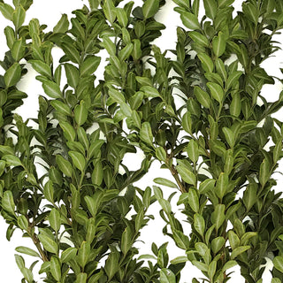 Oregonia - 150 Stems Green flowers - fresh-cut flowers by Bloomingmore - ideal for weddings and floral events