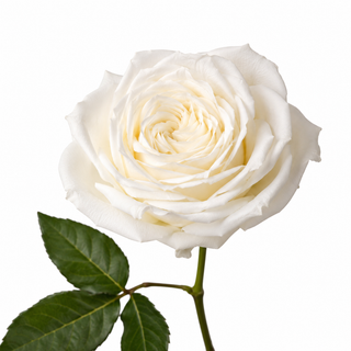 Playa Blanca Roses