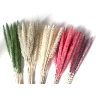Pennisetum Christmas Colors Green flowers - fresh-cut flowers by Bloomingmore - ideal for weddings and floral events