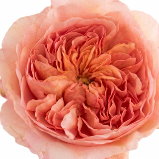 Phoebe - David Austin Garden Rose