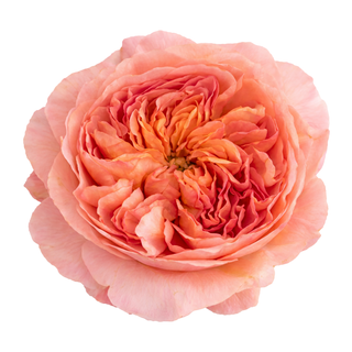 Phoebe - David Austin Garden Rose