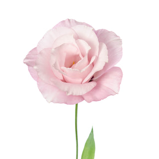 Pink Lisianthus Pink flowers - fresh-cut flowers by Bloomingmore - ideal for weddings and floral events