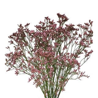 Pink Misty Emile Pink flowers - fresh-cut flowers by Bloomingmore - ideal for weddings and floral events