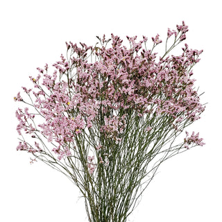 Pink Misty Hybrid Pink flowers - fresh-cut flowers by Bloomingmore - ideal for weddings and floral events