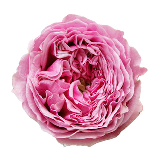 Pink Monster Garden Rose - 75 stems Pink roses - fresh-cut roses by Bloomingmore - ideal for weddings and floral events