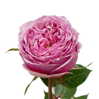 Pink Monster Garden Rose - 75 stems Pink roses - fresh-cut roses by Bloomingmore - ideal for weddings and floral events
