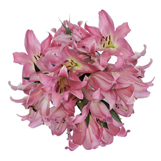 Pink Oriental Lilies Pink flowers - fresh-cut flowers by Bloomingmore - ideal for weddings and floral events