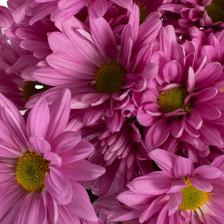 Pink Pompom Daisies Pink flowers - fresh-cut flowers by Bloomingmore - ideal for weddings and floral events