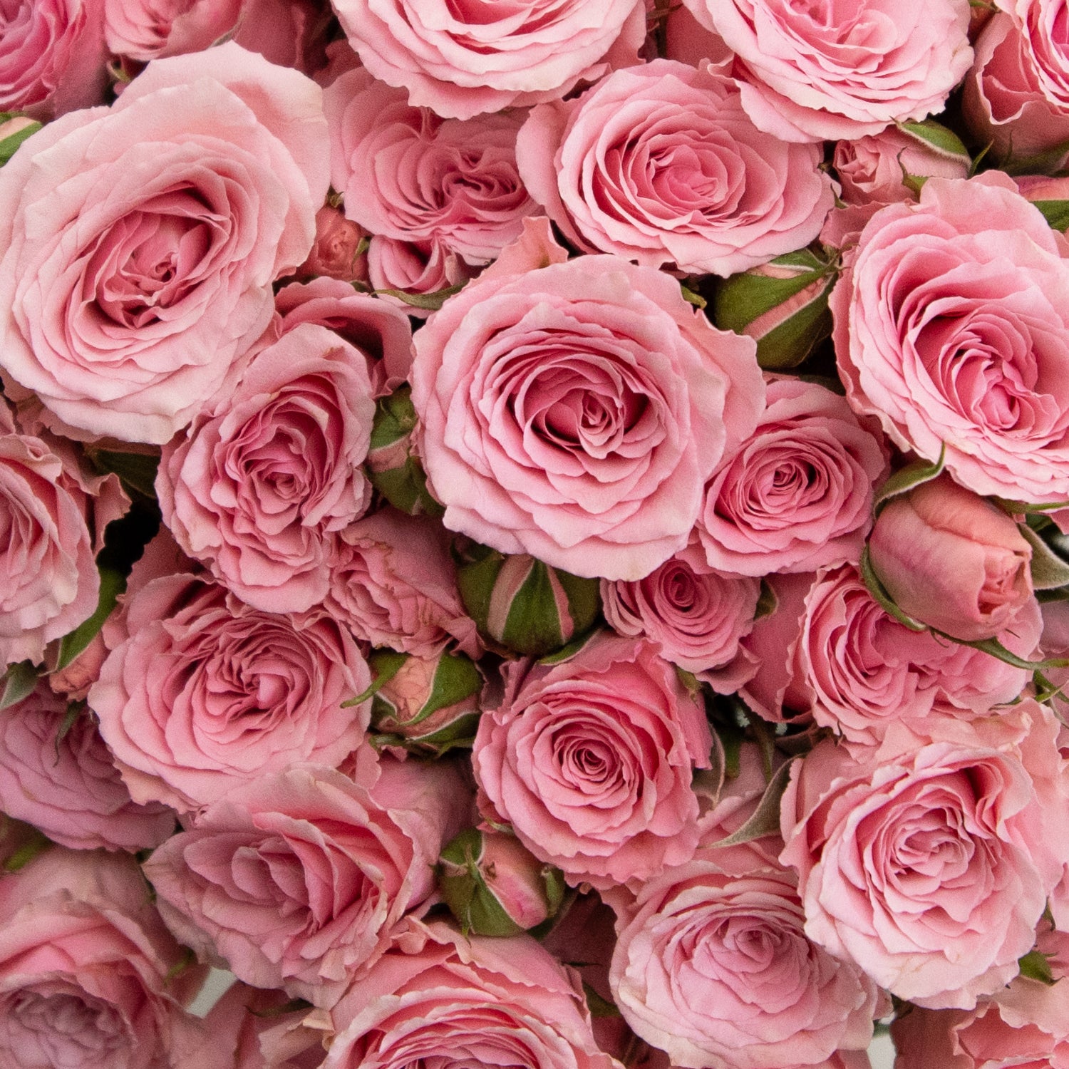garden rose vs spray rose Pink Spray Roses 60