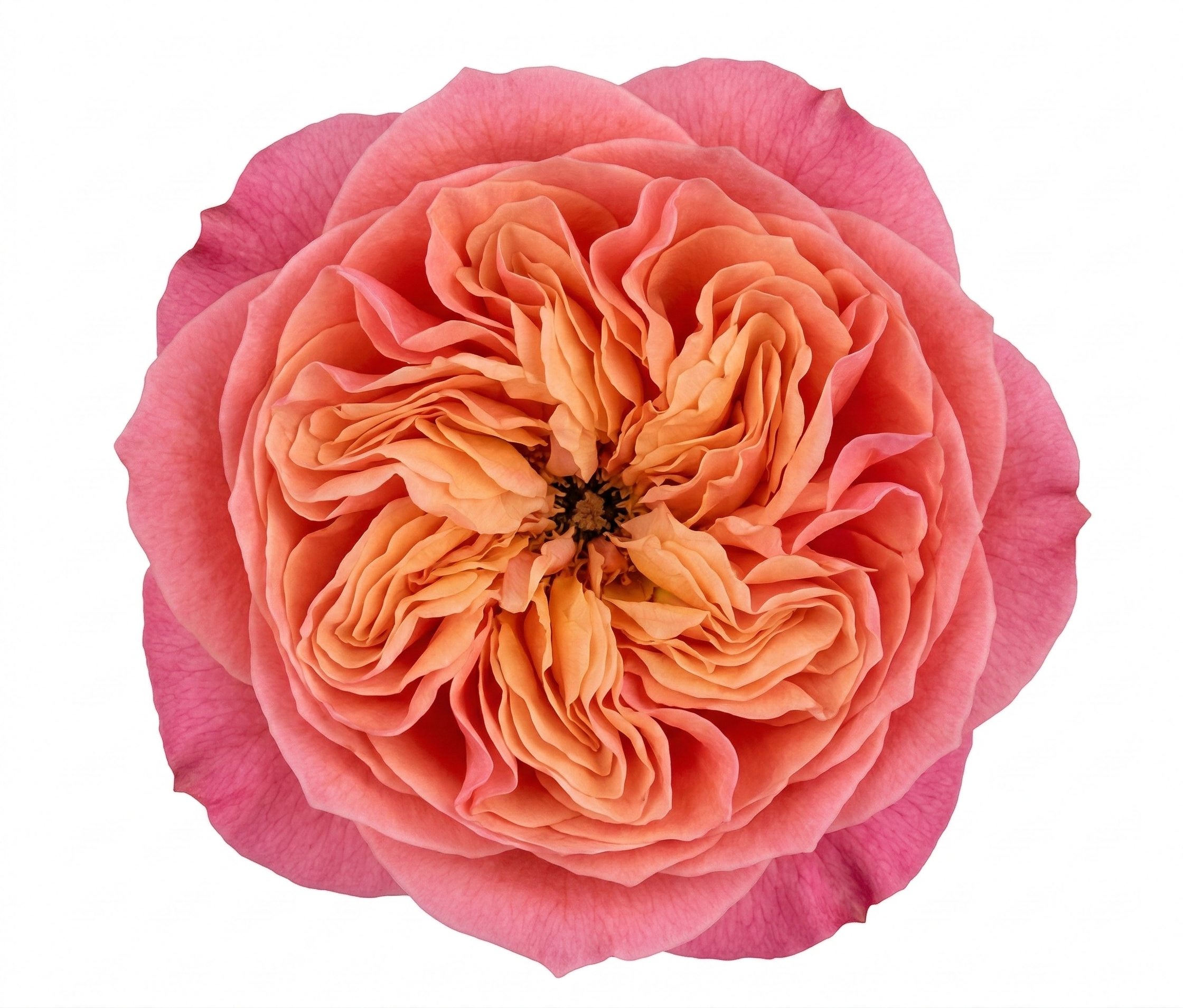 Pink_Xpression_Garden_Rose.png Pink_Xpression_Garden_Rose.png