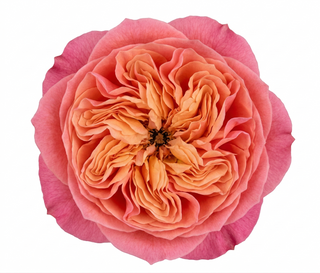 Pink X-Pression Garden Rose