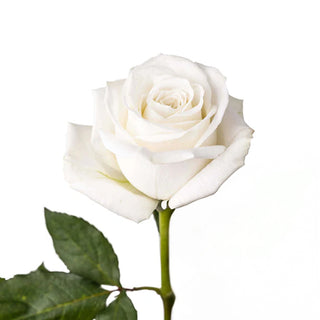 Playa Blanca Roses Bloomingmore A