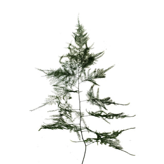 Plumosa Fern Green flowers - fresh-cut flowers by Bloomingmore - ideal for weddings and floral events