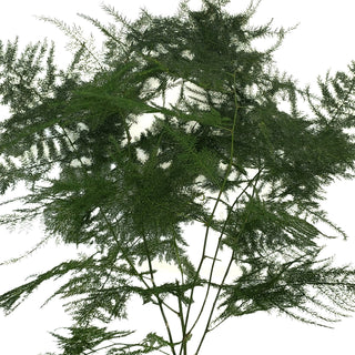 Plumosa Fern Green flowers - fresh-cut flowers by Bloomingmore - ideal for weddings and floral events