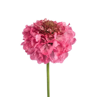 Popsicle Focal Scabiosa