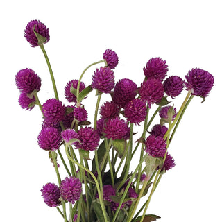 Purple Gomphrena Purple flowers - fresh-cut flowers by Bloomingmore - ideal for weddings and floral events