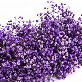 Gypsophila Garland - Painted Purple