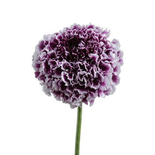 Purple Lace Scabiosa