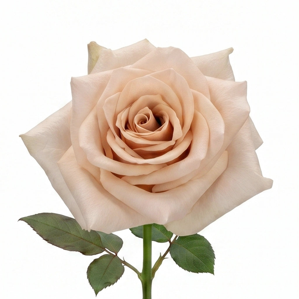 QUICKSANDROSE_AA.jpg?v=1776954190&width=1024