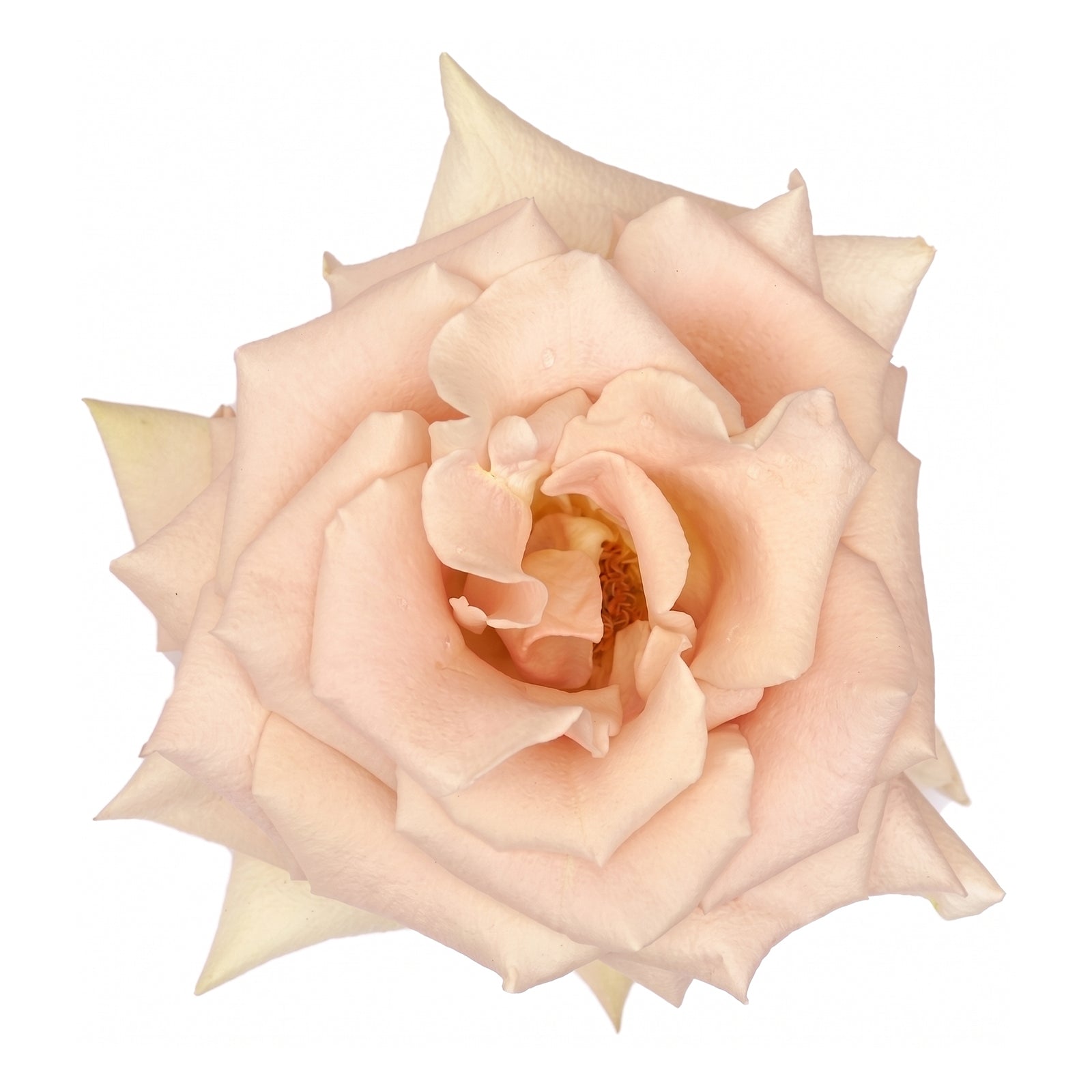 quicksand rose seeds Quicksand Rose 100 stems / 28 in