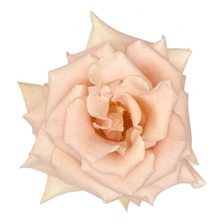 Quick Sand Rose