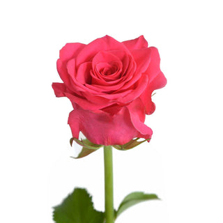 V. I. Pink Roses