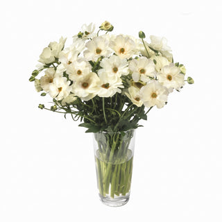 Ranunculus Butterfly Keramos