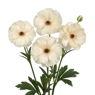 Ranunculus Butterfly Keramos