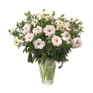Ranunculus Butterfly Ariadne