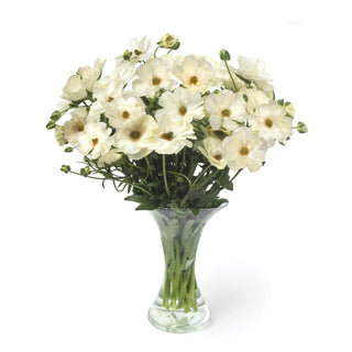 Ranunculus Butterfly Graces
