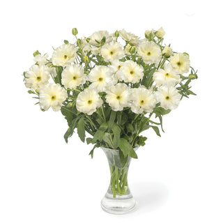 Ranunculus Butterfly Keramos