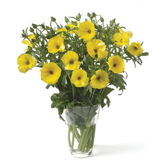 Ranunculus Butterfly Phytalos