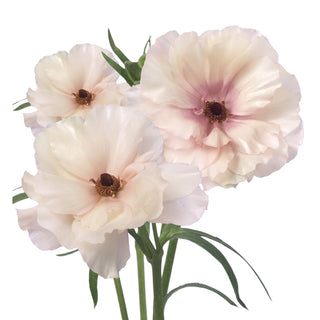 Ranunculus Butterfly Ariadne