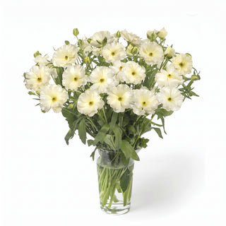 Ranunculus Butterfly Graces