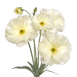 Ranunculus Butterfly Graces