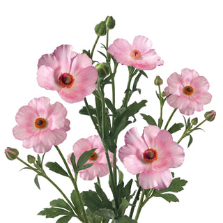 Ranunculus Butterfly Lycia