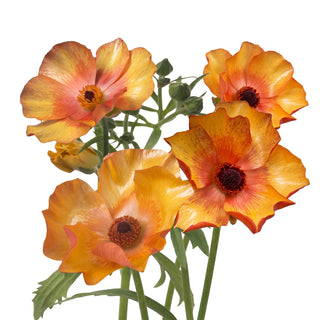 Ranunculus Butterfly Minoan