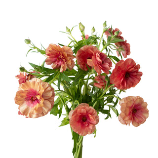Ranunculus Butterfly Musa Pink flowers - fresh-cut flowers by Bloomingmore - ideal for weddings and floral events