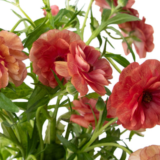Ranunculus Butterfly Musa Pink flowers - fresh-cut flowers by Bloomingmore - ideal for weddings and floral events