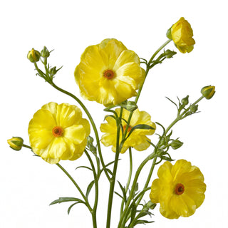 Ranunculus Butterfly Phytalos
