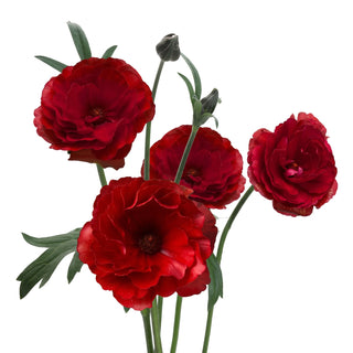 Ranunculus Butterfly Phytalos Hades