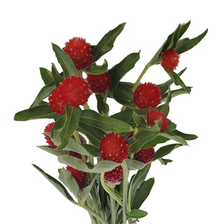 Red Gomphrena Red flowers - fresh-cut flowers by Bloomingmore - ideal for weddings and floral events