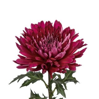 Red Natural Disbud Cremon Mums Red flowers - fresh-cut flowers by Bloomingmore - ideal for weddings and floral events