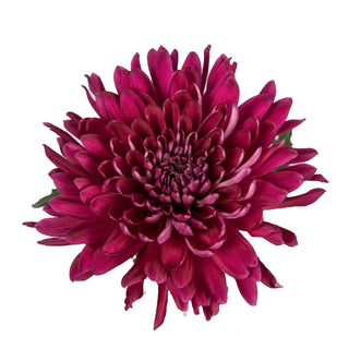 Red Natural Disbud Cremon Mums Red flowers - fresh-cut flowers by Bloomingmore - ideal for weddings and floral events