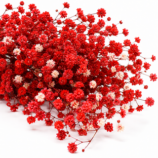 Close-up red and whitebabys breath on a white background