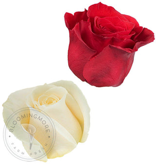 Red & White Roses Red roses - fresh-cut roses by Bloomingmore - ideal for weddings and floral events
