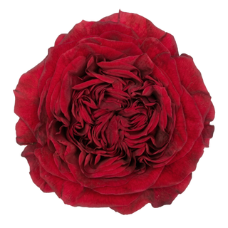 Red X-Pression Garden Rose