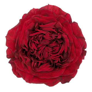 Close-up of a red xpression expression garden rose on a white background